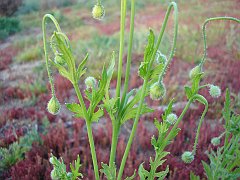 papaver californicum